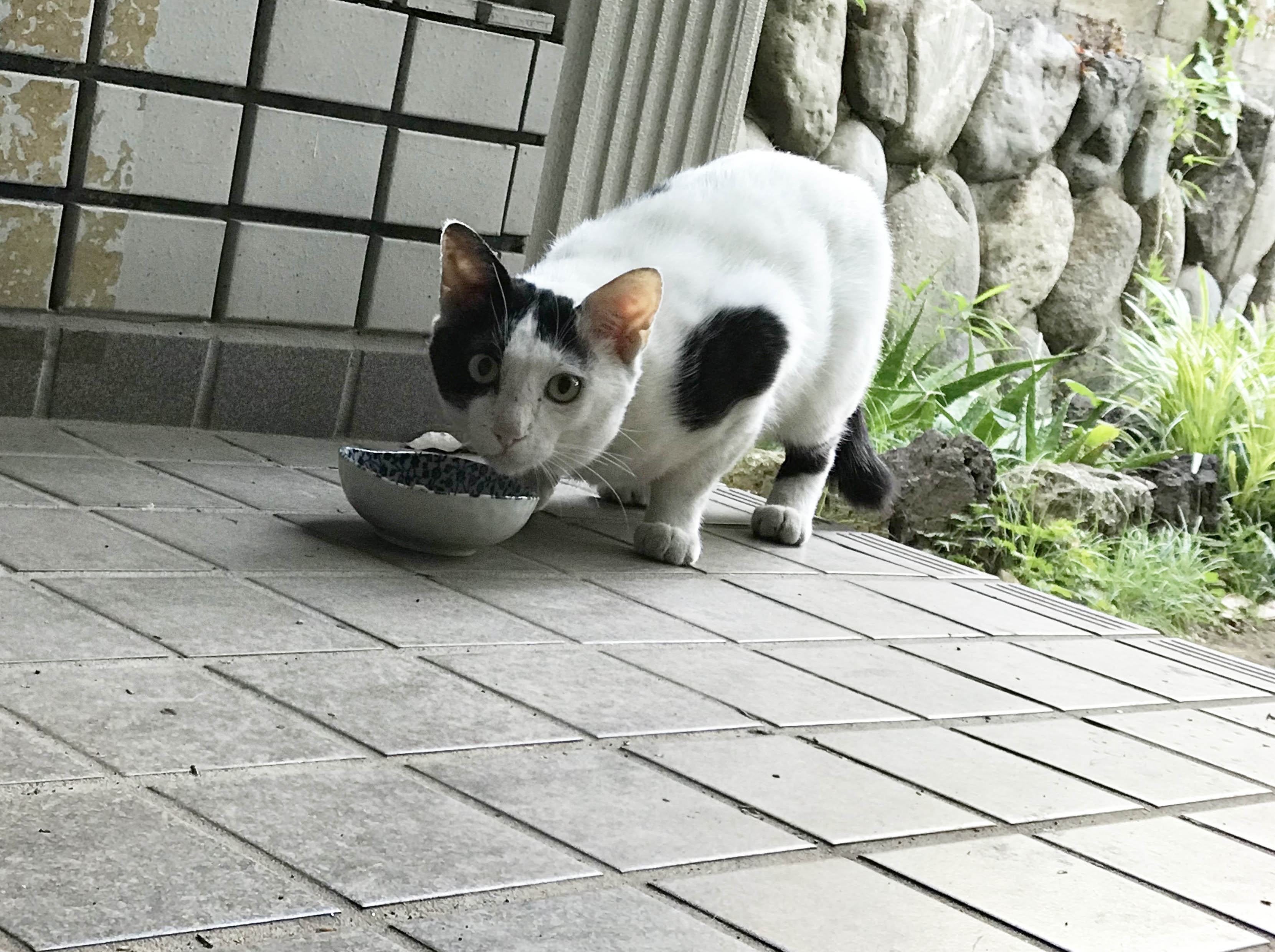 ナナシーの日、田山幸憲さんのお墓参り。小説にノラのキー坊登場！ 年1